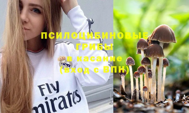 Галлюциногенные грибы Psilocybe  хочу наркоту  Камызяк 